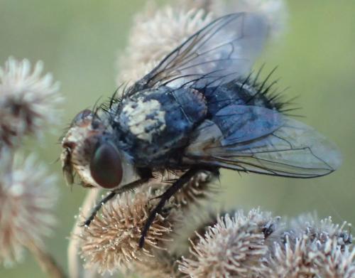 Pseudogonia rufifrons
